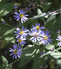 Aster microcephalus