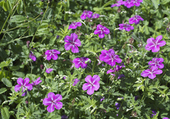 Geranium soboliferum