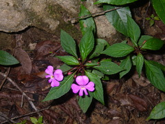 Impatiens annamensis
