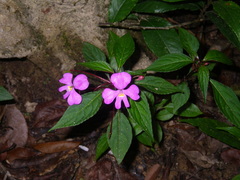 Impatiens annamensis
