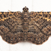 Somber Carpet Moth - Photo (c) Thomas Shahan, some rights reserved (CC BY-NC), uploaded by Thomas Shahan