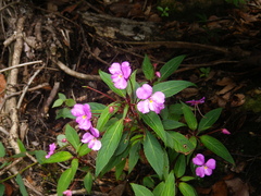 Impatiens annamensis