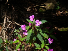 Impatiens annamensis