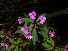 Impatiens annamensis