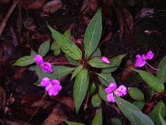 Impatiens annamensis