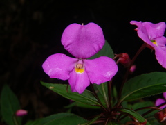 Impatiens annamensis