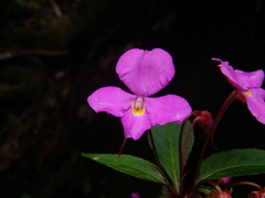 Impatiens annamensis