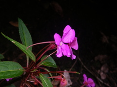 Impatiens annamensis