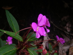 Impatiens annamensis