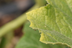 Araneae