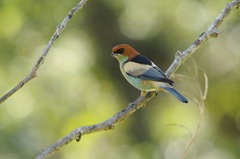 Black-Backed Tanager photo 4