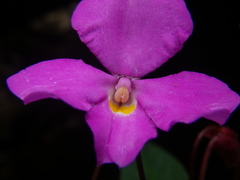 Impatiens annamensis