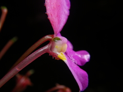 Impatiens annamensis