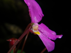 Impatiens annamensis