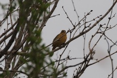 Sporophila morelleti