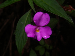 Impatiens annamensis
