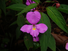 Impatiens annamensis