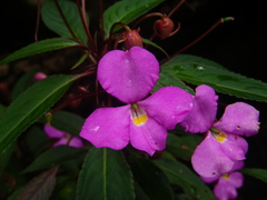 Impatiens annamensis