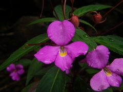 Impatiens annamensis