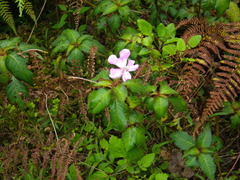Impatiens eberhardtii