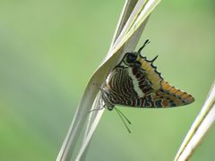 Charaxes epijasius