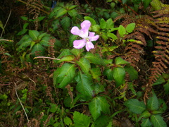 Impatiens eberhardtii