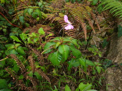 Impatiens eberhardtii