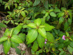 Impatiens eberhardtii
