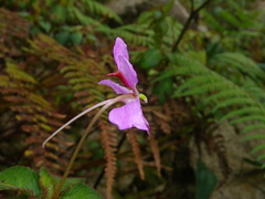 Impatiens eberhardtii