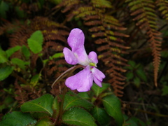 Impatiens eberhardtii