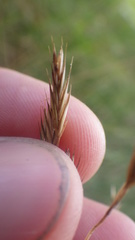 Festuca trichophylla