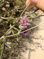 Centaurea scabiosa apiculata