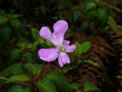 Impatiens eberhardtii