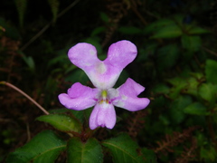 Impatiens eberhardtii