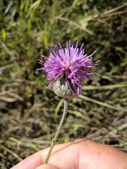 Centaurea scabiosa apiculata