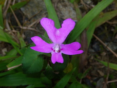 Impatiens eberhardtii