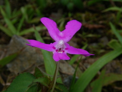Impatiens eberhardtii