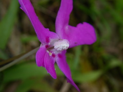 Impatiens eberhardtii