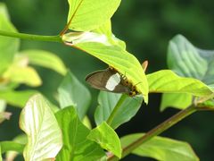 Coeliades forestan forestan