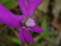 Impatiens eberhardtii