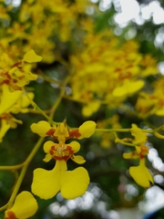 Oncidium klotzscheanum