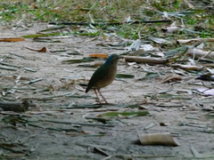 Hydrornis nipalensis