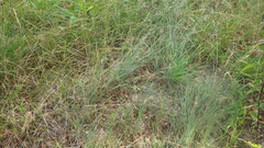Festuca trichophylla