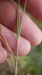 Festuca trichophylla