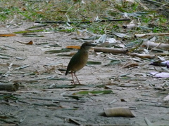 Hydrornis nipalensis