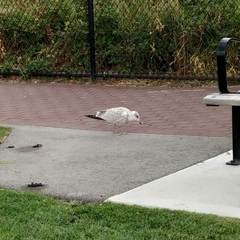 Larus delawarensis