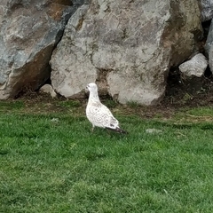 Larus delawarensis
