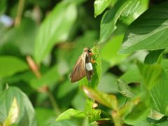 Coeliades forestan forestan