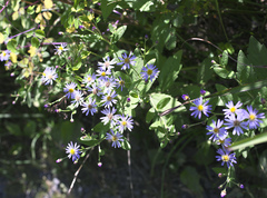 Aster microcephalus