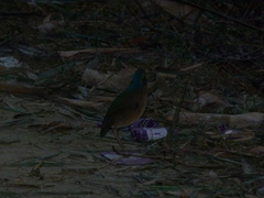 Hydrornis nipalensis